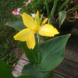 Meet your Posher, Darcie